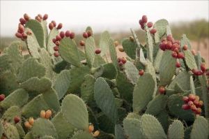 Opuntia Cactus Extract