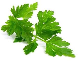 Parsley Leaf Extract