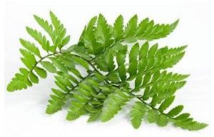 Polypodium Extract