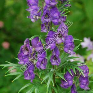 Aconitum Ferox Extract, Packaging Type : HDPE Drum