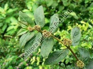 Euphorbia Hirta Extract, For Treatment Of Dengue, Packaging Type : HDPE Drum