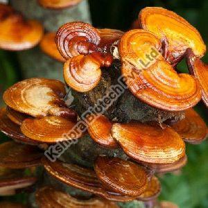 Ganoderma Lucidum Extract