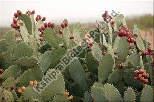 Opuntia Cactus Extract, Packaging Type : HDPE Drum