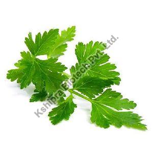 Organic Parsley Leaf Extract, Shelf Life : 6Months