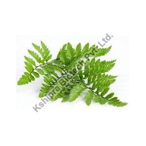 Organic Polypodium Extract, Shelf Life : 1year