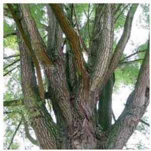 White Willow Bark Extract