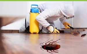 Anti Cockroach Treatment Services
