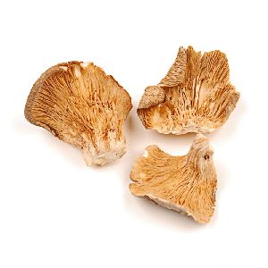 oyster mushroom