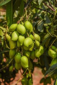 Appe Midi Mango Plants