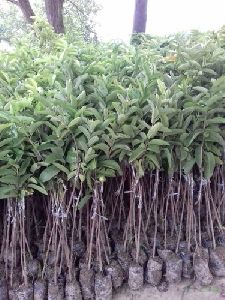 L49 Guava Plants