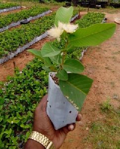 Natural Guava Plants