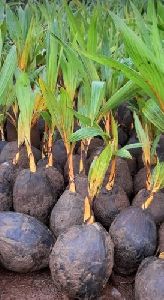 Orange Dwarf Coconut Plants