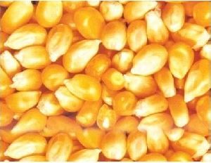 Maize Seeds