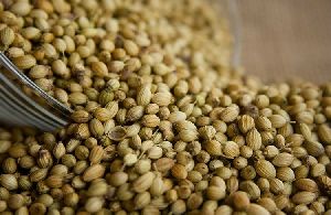 Coriander Seed (Dhaniya)