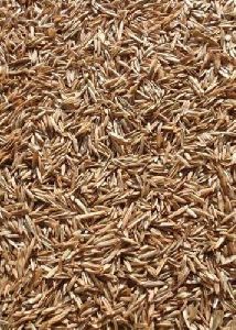 Ryegrass Seed