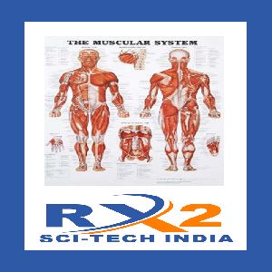 Human Anatomy Charts Latest Price from Manufacturers, Suppliers & Traders Biology Diagrams