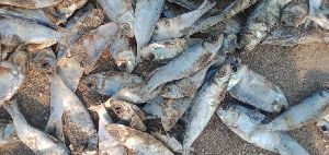Dry fish for poultry feed