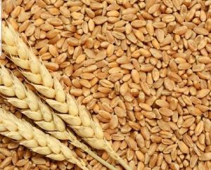 raw wheat