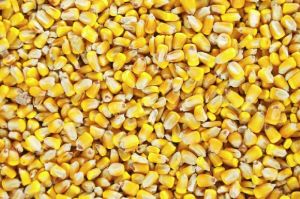 Gmo Corn, Certification : ISO 9001-2008, SGS for Animal Feed, HUMAN