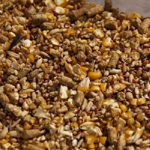 Layer Chicken Feed