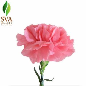 Carnation Floral Wax