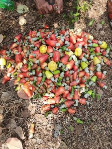 Dry Cashew Nut