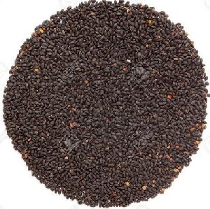 Rama Basil Seeds