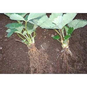 Bare Root Strawberry Plant