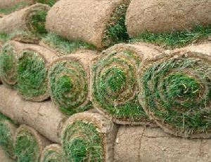 Mexican Grass Carpet