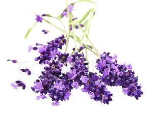 Fresh Lavender Flowers