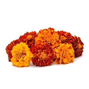 Fresh Marigold Flowers