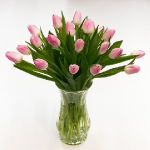 Fresh Tulip Flowers
