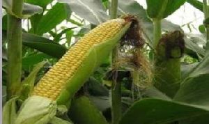 MZ-N1151+ Hybrid Maize Seeds