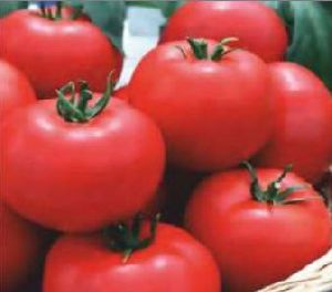 TM-NN6036 Hybrid Tomato Seeds