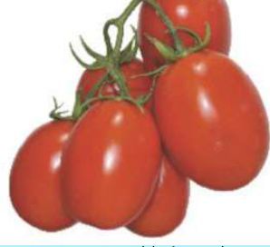 TM-NN6092 Hybrid Tomato Seeds
