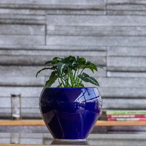 Ceramic Bonsai Pot