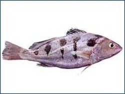 Fresh Blotched Croaker Fish