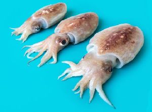 Fresh Cuttlefish