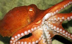Fresh Octopus