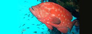 Fresh Red Reef Cod Fish