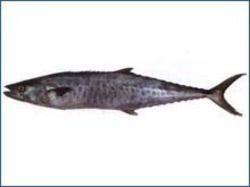 Fresh Streaked Spanish Mackerel Fish