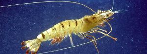 Fresh Tiger Prawn