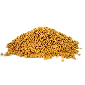 Bold Yellow Mustard Seeds