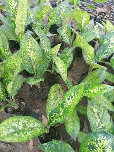 aglaonema plant