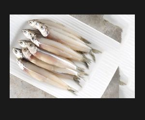 Anchovy Fish