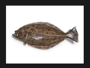 Indian Spiny Turbot Fish