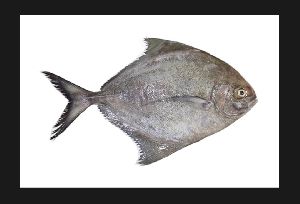 pomfret fish