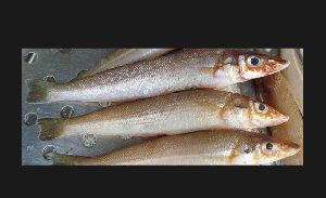 Sillago Fish