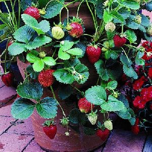 strawberry plants