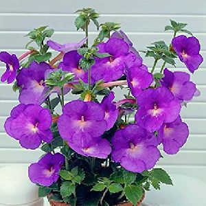Achimenes Purple Flower Bulbs